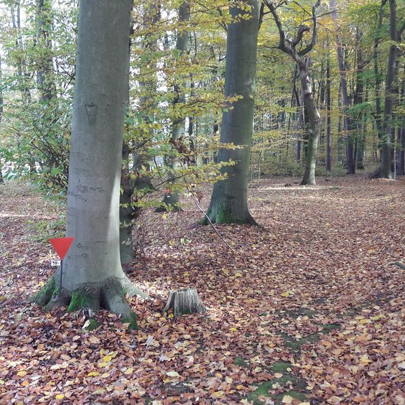 Historisches Waldgelände, 2016